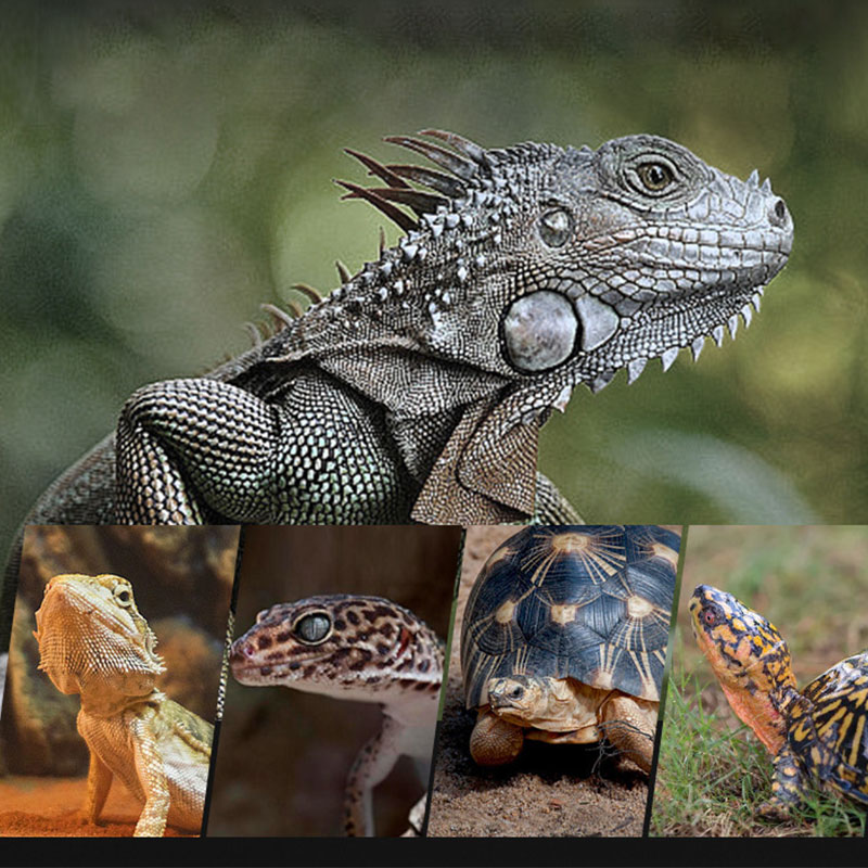 Reptile Heat Lamp 100V/220V In - огляд і ціна Gecko Lighting & Decor